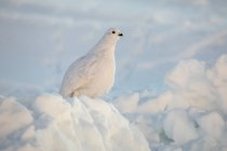 Willow Ptarmigan standing in snow and ice with white winter plumage — Stock Photo