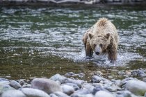 Grizzly oso pesca en el agua del río - foto de stock