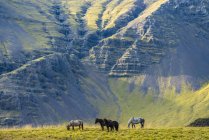 Bellissimi cavalli icelandici a natura selvaggia in Islanda — Foto stock
