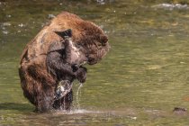 Гризли медведь рыбалка в реке и проведение рыбы — стоковое фото