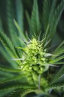 Gros plan d'une jeune plante de cannabis mâle, fleurs et graines ; Marina, Californie, États-Unis d'Amérique — Photo de stock