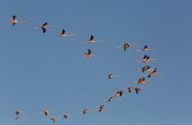 Fenicotteri americani che volano in una formazione a V in cielo — Foto stock