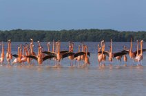 Flamingo americani in piedi in acqua, Riserva della Biosfera di Celestun; Celestun, Yucatan, Messico — Foto stock