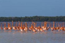 American Flamingos wading in water together — Stock Photo