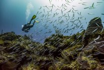 Immersione subacquea presso il sito di immersione di Mary's Place; Bay Islands Department, Honduras — Foto stock