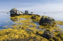 Rockweed ao longo da costa atlântica, Bay of Fundy, Blanche, Nova Escócia, Canadá — Fotografia de Stock