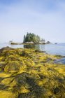Rockweed lungo la costa atlantica, Bay of Fundy; Blanche, Nuova Scozia, Canada — Foto stock
