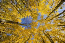 Áspen colorido de outono árvores, vista inferior — Fotografia de Stock