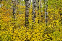 Autumn, deciduous forest, Riding Mountain National Park, Manitoba, Canada — Stock Photo