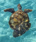 Черепаха плавает в кристально чистой бирюзовой воде Карибского бассейна — стоковое фото
