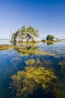 Rockweed ao longo da costa atlântica, perto de Blanche, Bay of Fundy, Nova Escócia, Canadá — Fotografia de Stock
