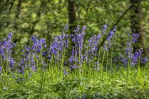 Bluebells in the sunshine, Great High Wood; Durham, County Durham, England — Stock Photo