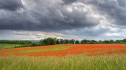 Aydon Castle poppy field in piena fioritura; Corbridge, Northumberland, Inghilterra — Foto stock