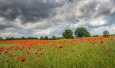 Campo de amapola del castillo de Aydon en plena floración; Corbridge, Northumberland, Inglaterra - foto de stock