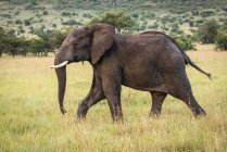 Magnifique éléphant d'Afrique gris dans la nature sauvage, parc national du Serengeti ; Tanzanie — Photo de stock
