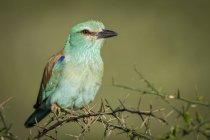 European roller on thorn branch, blurred background — Stock Photo