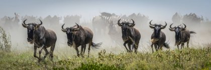 Scenic view of majestic blue wildebeest in wild nature — Stock Photo