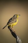 Yellow-throated longclaw in profile on dead branch — Stock Photo