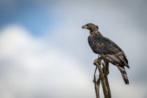 Águila coronada africana en tronco contra el cielo - foto de stock