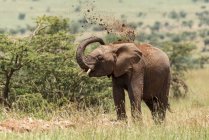 Beautiful grey African elephant in wild nature throwing dirt, Serengeti National Park; Tanzania — Stock Photo