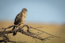 African marsh harrier perched on bare branch — Stock Photo