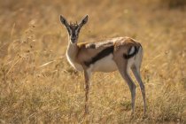 Jovem Thomsons gazelle (Eudorcas thomsonii) em câmera de observação de grama, Parque Nacional Serengeti; Tanzânia — Fotografia de Stock