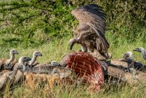 Vautours à dos blanc (Gyps africanus) se nourrissant de bisons tués, Parc national du Serengeti ; Tanzanie — Photo de stock