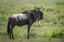 Scenic view of majestic blue wildebeest in wild nature — Stock Photo