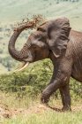 Красивый серый африканский слон в дикой природе бросая грязь, Национальный парк Серенгети; Танзания — стоковое фото