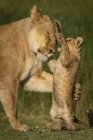 Close-up of lion cub on hind legs pawing lioness, blurred background — Stock Photo