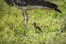 Close-up view of kori bustard legs with chick — Stock Photo