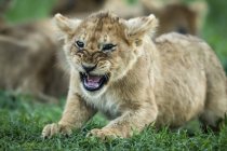 Крупный план львенка, рычащего на траве — стоковое фото