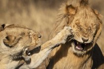 Vista de cerca de la leona abofeteando macho con pata - foto de stock