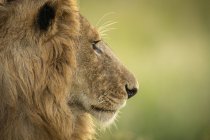 Vista ravvicinata della testa di leone maschio di profilo, sfocata — Foto stock