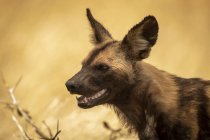 Close-up of wild dog (Lycaon pictus) with mouth open, Serengeti National Park; Tanzania — Stock Photo