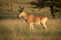 Landschaftlich reizvoller Blick auf schöne Wildtiere in wilder Natur — Stockfoto