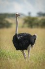 Avestruz macho em pé na grama, Parque Nacional Serengeti; Tanzânia — Fotografia de Stock