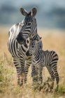 Plains zebra stands eyeing camera with foal at wild life — Stock Photo