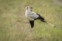Птица-секретарь или Стрелец-змей, идущий по траве, обращенной влево, Национальный парк Серенгети, Танзания — стоковое фото