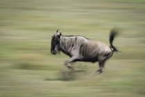 Мальовничий вид на величний синій антилоп у дикій природі, що працює в розмитому стані — стокове фото