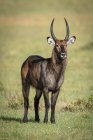 Männlicher Wasserbock (kobus ellipsiprymnus) steht auf Gras und beobachtet Kamera, Serengeti-Nationalpark; Tansania — Stockfoto