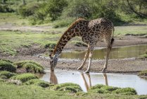Мальовничий вид на Масаї жирафа в дикій природі зберегти питну воду — стокове фото