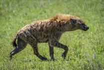 Пятнистая гиена (Crocuta crocuta), бегающая по траве в профиль, Национальный парк Серенгети; Танзания — стоковое фото