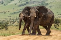 Hermosos elefantes africanos grises en la naturaleza salvaje, Parque Nacional del Serengeti; Tanzania - foto de stock