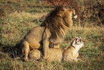Дві спарювання леви дорослі один на одного, Національний Парк Серенгеті; Танзанії — стокове фото