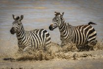 Две равнины зебра рысью по неглубокому озеру в дикой природе — стоковое фото