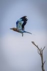 Rodillo de pechuga lila volando lejos de la rama muerta - foto de stock