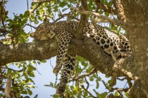 Vista panorâmica do majestoso leopardo na natureza selvagem na árvore — Fotografia de Stock