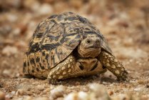 Leopard tortoise crosses dirt track facing camera — Stock Photo