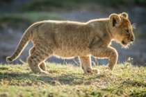 Lion louveteau rétroéclairé soulève le pied pour marcher, parc national du Serengeti ; Tanzanie — Photo de stock